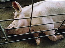Предполагается включить запись о полном запрете на использование загонов для разведения свиноматок