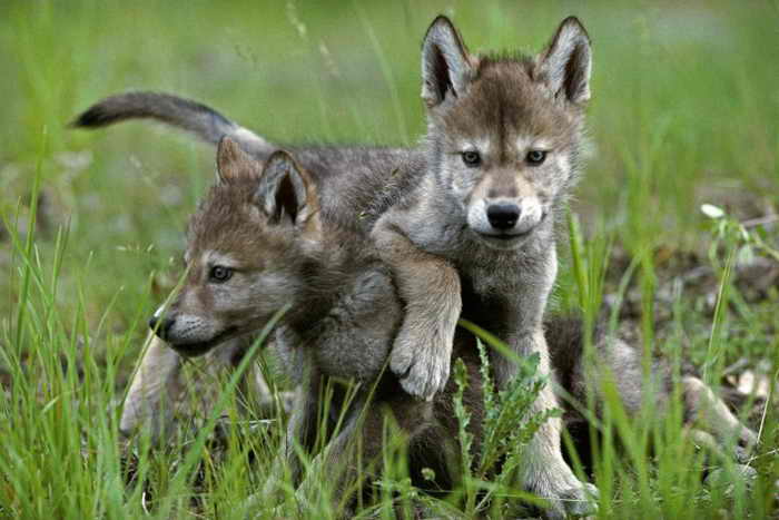Дикі цуценята вовка живуть разом з батьками, братами і тітками в маленькій зграї