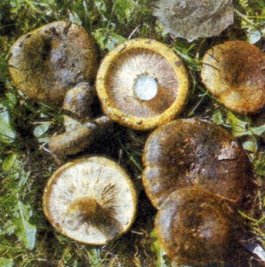 Чорнушку, або груздь чорний (Lactarius necator), у багатьох зарубіжних довідниках відносять до неїстівних грибів