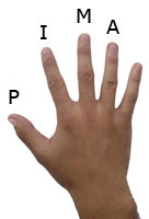 На фото представлені назви пальців