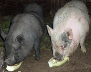 зміст:   Харчування свиней в свинарстві завжди вважалася головним завданням на всіх етапах розведення