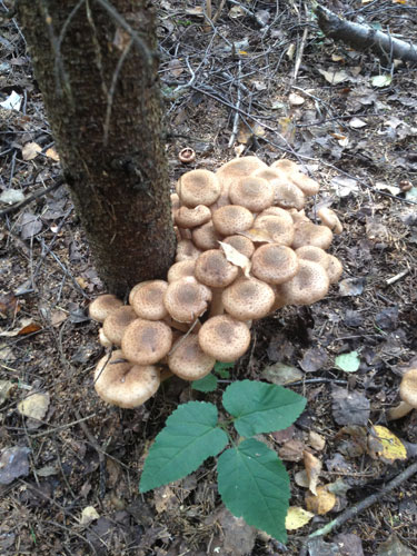 Коли я дізналася про таку активності опеньків, то перестала розкидати грибні очищення цих грибів під деревами, які ростуть на нашій ділянці