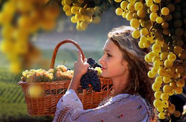26 вересня 2015 року, 7:20 Переглядів:   Одеситам пропонують збирати виноград і горіхи