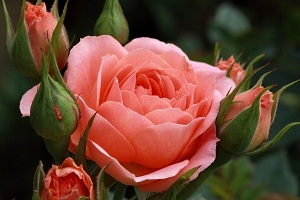 Троянди, вишукана краса і чудовий аромат яких незмінно викликають захоплення і розбурхують уяву, можна дарувати і жінкам, і чоловікам