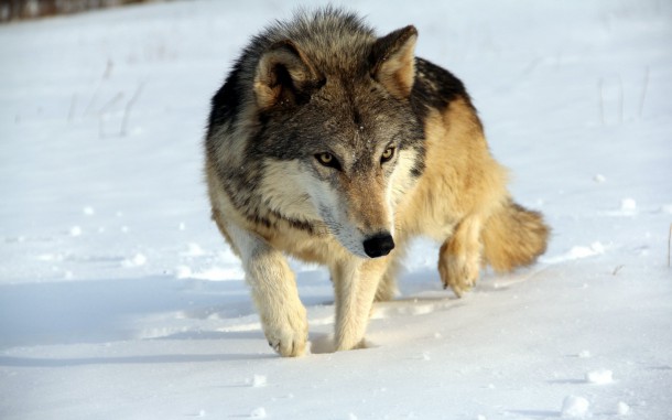 Вовки дісталися до житлових будинків селища Войвож Сосногорська району, повідомляють місцеві жителі