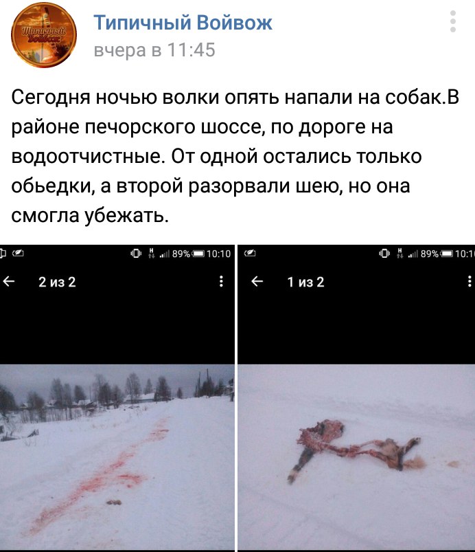 Це і буде нашим порятунком », - написала місцева жителька в групі   «Типовий Войвож»   «ВКонтакте», приклавши шокуючі фотографії