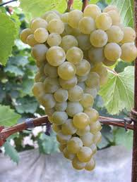 Цитронний Магарача   фото Галини Бєлікової   У 70-ті рр  ХХ століття стався справжній прорив в селекції винограду